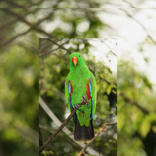 Eclectus Parrot